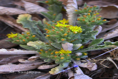 Nanothamnus sericeus